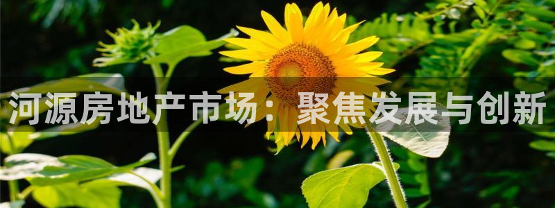 新宝5招商222111：河源房地产市场：聚焦发展与创新