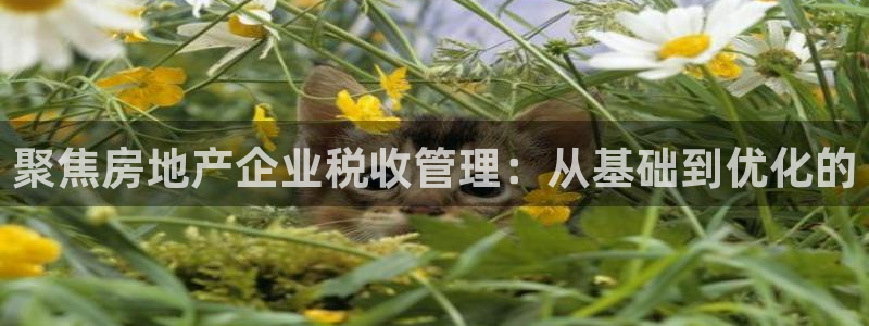 新宝5为啥开：聚焦房地产企业税收管理：从基础到优化的