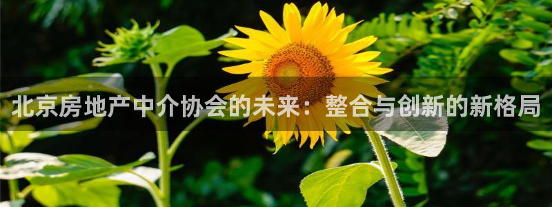 新宝5褚74OOO5：北京房地产中介协会的未来：整合与创新的
